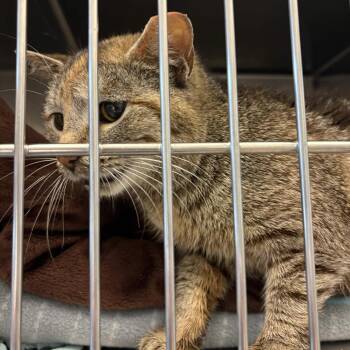 Domestic Short Hair Cats Available for Adoption in Gloucester, Virginia - Catrina | PetCurious