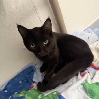 Midnight -  Domestic Medium Hair Cat for Adoption in New York, New York - Midnight | PetCurious