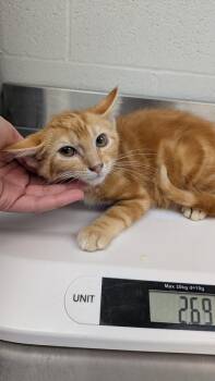 Jagger -  Domestic Short Hair Cat for Adoption in Evansville, Indiana - Jagger | PetCurious
