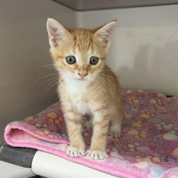 Daisy -  Domestic Short Hair Cat for Adoption in Greensboro, Georgia - Daisy | PetCurious