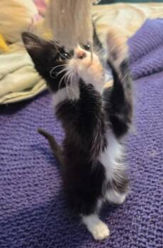 Ramble -  Domestic Long Hair Cat for Adoption in Evans, Georgia - Ramble | PetCurious