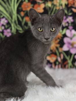 Lyft -  Domestic Short Hair Cat for Adoption in Lewisburg, Tennessee - Lyft | PetCurious