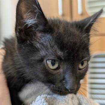 Wolverine -  Domestic Short Hair Cat Available for Adoption in Voorhees Township, New Jersey - Wolverine | PetCurious