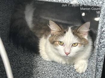 MUNCHKIN -  Domestic Short Hair Cat for Adoption in Ocala, Florida - MUNCHKIN | PetCurious