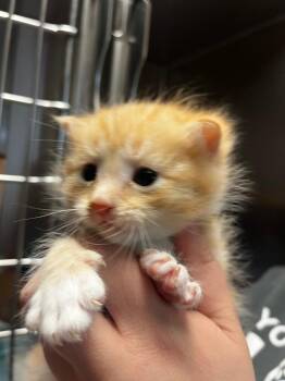 Falcon -  Domestic Short Hair Cat for Adoption - Falcon | PetCurious