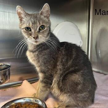 Domestic Short Hair Cats Available for Adoption in Knoxville, Tennessee - Margo | PetCurious