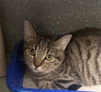 KeKe -  Domestic Short Hair Cat for Adoption in Phoenix, Arizona - KeKe | PetCurious