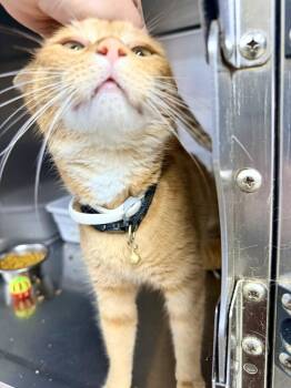 Nala -  Domestic Short Hair Cat for Adoption in Petersburg, Virginia - Nala | PetCurious
