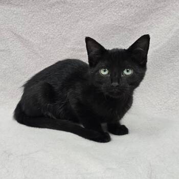 Chesapeake -  Domestic Short Hair Cat for Adoption in Frankfort, Indiana - Chesapeake | PetCurious