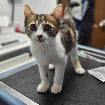 Domestic Short Hair Cats Available for Adoption - Leia | PetCurious