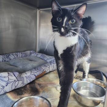 Rescue Domestic Short Hair Cats for Adoption in Dixon, Illinois - Blacaroni | PetCurious