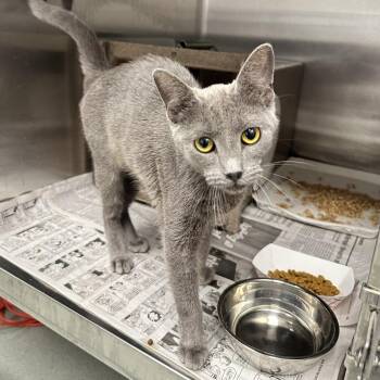 Glazed Donut -  Domestic Short Hair Cat for Adoption in Abilene, Texas - Glazed Donut | PetCurious
