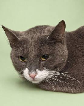Domestic Short Hair Cats Available for Adoption in Rock Springs, Wyoming - Aelin | PetCurious
