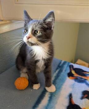 CLIFFORD -  Domestic Short Hair Cat for Adoption in Sacramento, California - CLIFFORD | PetCurious
