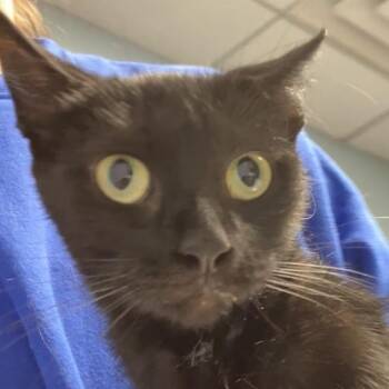 Cyrus -  Domestic Short Hair Cat for Adoption in Dekalb, Illinois - Cyrus | PetCurious