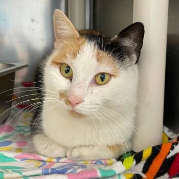 Domestic Short Hair Cats Available for Adoption - Carly | PetCurious