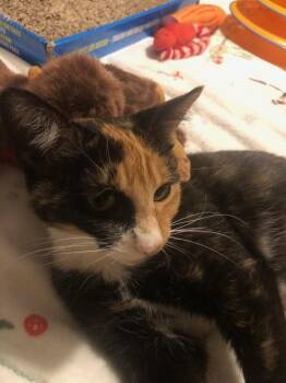 Sasha 2 -  Domestic Short Hair Cat for Adoption in North Kingstown, Rhode Island - Sasha 2 | PetCurious