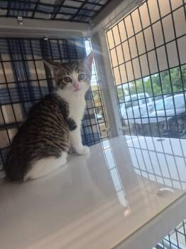 Idaho -  Domestic Medium Hair Cat for Adoption in Columbus, Indiana - Idaho | PetCurious