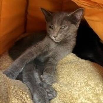 Drucilla (Dru) -  Domestic Short Hair Cat for Adoption in Louisville, Kentucky - Drucilla (Dru) | PetCurious