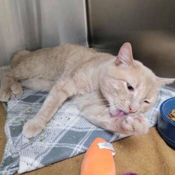 Marshmallow -  Domestic Short Hair Cat Available for Adoption in Grand Rapids, Michigan - Marshmallow | PetCurious