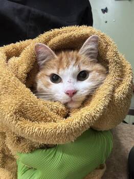 Domestic Short Hair Cats Available for Adoption in Indianapolis, Indiana - GARY | PetCurious