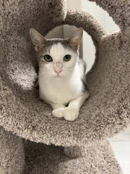 Rescue Tabby and Domestic Short Hair Cats for Adoption in Dallas, Texas - Aura | PetCurious
