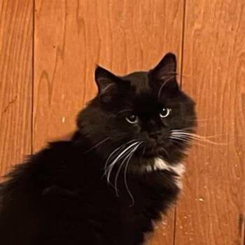 Rescue Domestic Long Hair Cats for Adoption in Fairport, New York - Tux | PetCurious