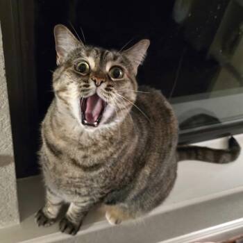 Rescue Domestic Short Hair Cats for Adoption in Boerne, Texas - Mrs. Buttersworth | PetCurious