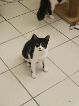 Chilindrina -  Domestic Short Hair Cat for Adoption in San Antonio, Texas - Chilindrina | PetCurious