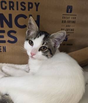 Rescue Domestic Short Hair Cats for Adoption in Honolulu, Hawaii - Lily | PetCurious
