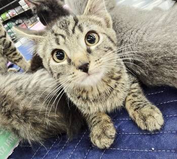 Bungee -  Domestic Short Hair Cat for Adoption in Rossville, Maryland - Bungee | PetCurious