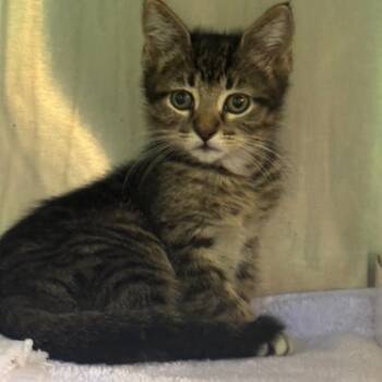 Truffle -  Domestic Short Hair Cat for Adoption in Tampa, Florida - Truffle | PetCurious