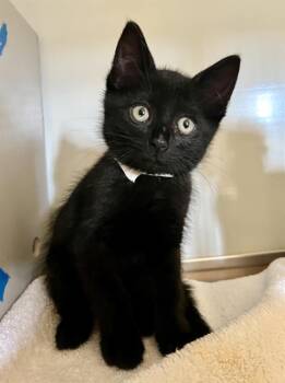ARIEL -  Domestic Short Hair Cat for Adoption in San Francisco, California - ARIEL | PetCurious