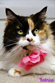 Domestic Long Hair Cats Available for Adoption - Katniss | PetCurious