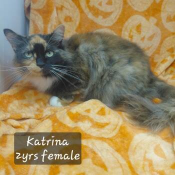 Katrina -  Domestic Long Hair Cat for Adoption in New Tazewell, Tennessee - Katrina | PetCurious