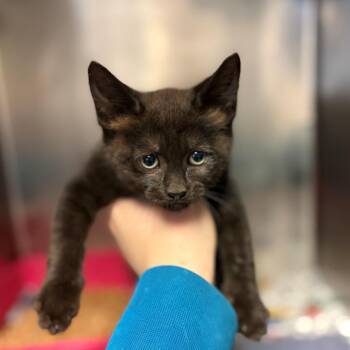 Ritter -  Domestic Short Hair Cat for Adoption in Chehalis, Washington - Ritter | PetCurious