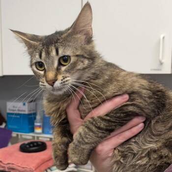 Lucy -  Domestic Medium Hair Cat for Adoption in Spokane, Washington - Lucy | PetCurious