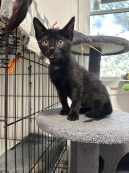 Salem -  Bombay Cat for Adoption in Paulina, Louisiana - Salem | PetCurious