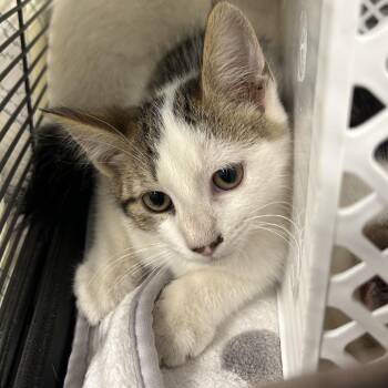 South -  Domestic Short Hair Cat for Adoption in Binghamton, New York - South | PetCurious