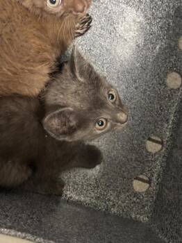 SHADOW -  Domestic Short Hair Cat for Adoption in Dallas, Texas - SHADOW | PetCurious