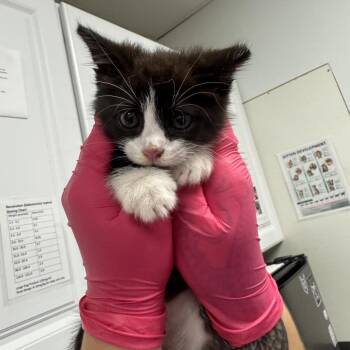 Sonny -  Domestic Short Hair Cat for Adoption in Greenville, South Carolina - Sonny | PetCurious