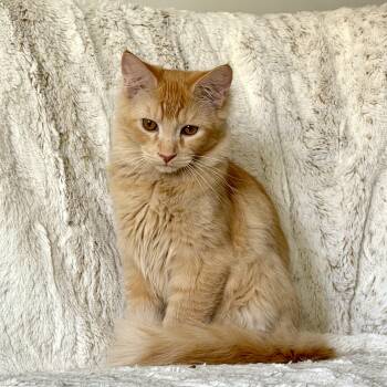 Starbuck -  Domestic Short Hair and Tabby Cat for Adoption in Rochester Hills, Michigan - Starbuck | PetCurious
