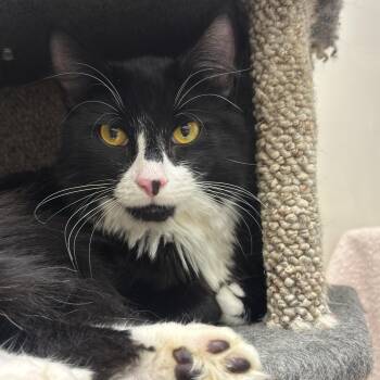 Ichabod -  Domestic Medium Hair Cat for Adoption in Medford, Massachusetts - Ichabod | PetCurious