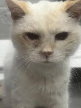Peaches -  Domestic Short Hair Cat for Adoption in West Chester, Pennsylvania - Peaches | PetCurious