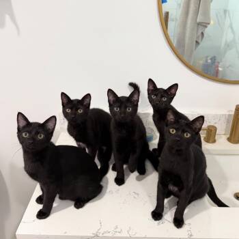 Rescue Domestic Short Hair Cats for Adoption in Spokane, Washington - Zebra | PetCurious