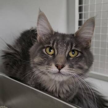 Domestic Medium Hair Cats Available for Adoption - Raven 7 | PetCurious