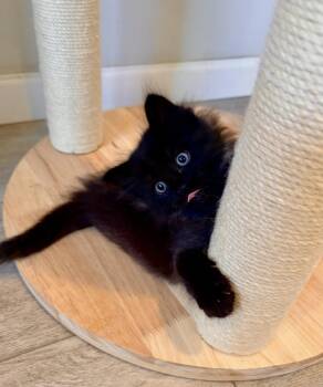 Lander - Bonded Laramie -  Domestic Medium Hair Cat for Adoption in Fremont, California - Lander - Bonded Laramie | PetCurious