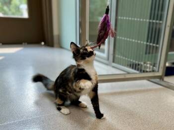 Spritz -  Domestic Medium Hair Cat for Adoption in Portland, Oregon - Spritz | PetCurious