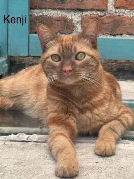 Rescue Tabby Cats for Adoption in Eagle, Colorado - Kenji | PetCurious