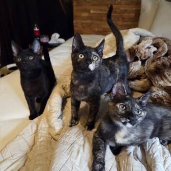 Domestic Short Hair Cats Available for Adoption - Prancer, Dancer And Vixen  | PetCurious